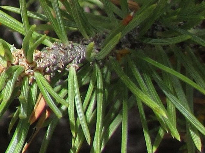 Pinus edulis