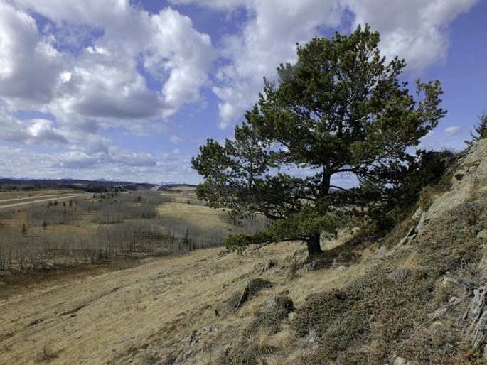 Pinus flexilis