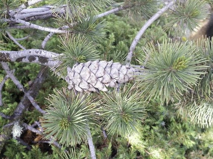 Pinus flexilis