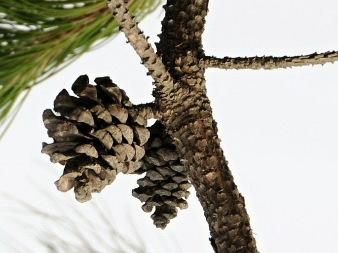 Pinus kesiya