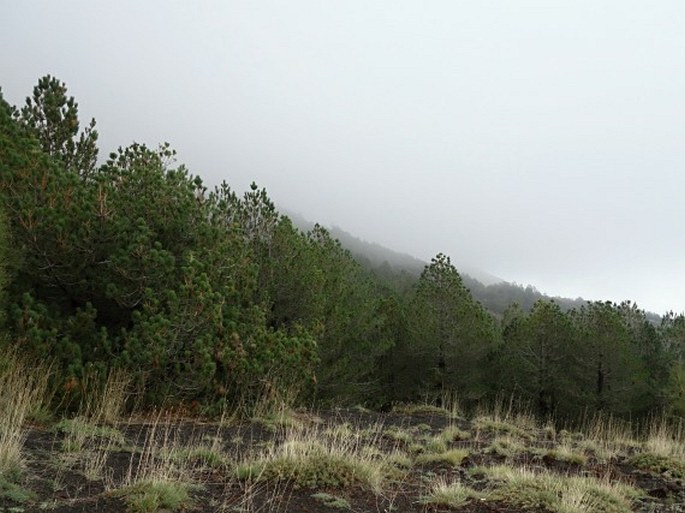 Pinus nigra subsp. laricio