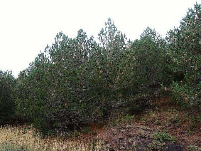 Pinus nigra subsp. laricio