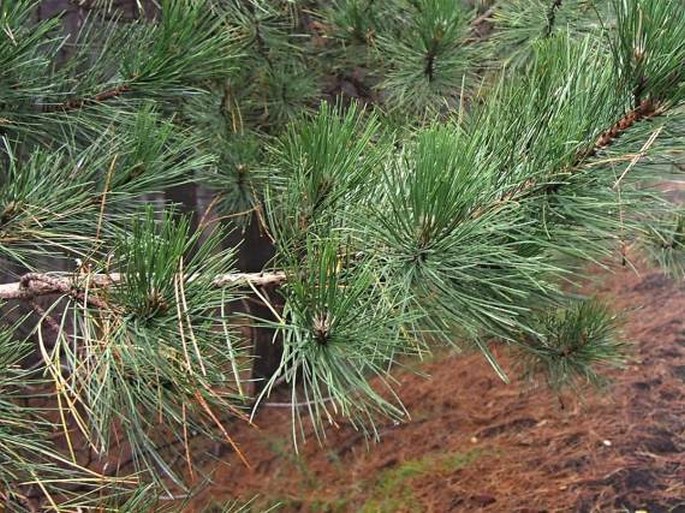 Pinus nigra subsp. laricio