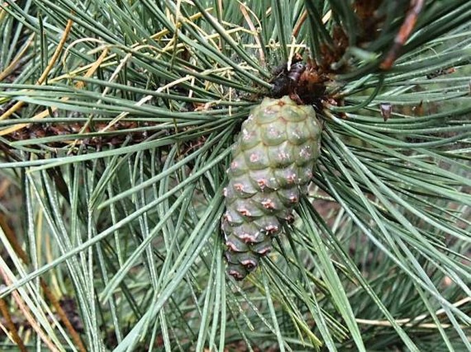 Pinus nigra subsp. laricio