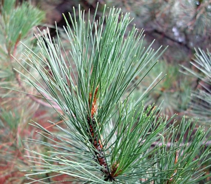 Pinus nigra subsp. laricio