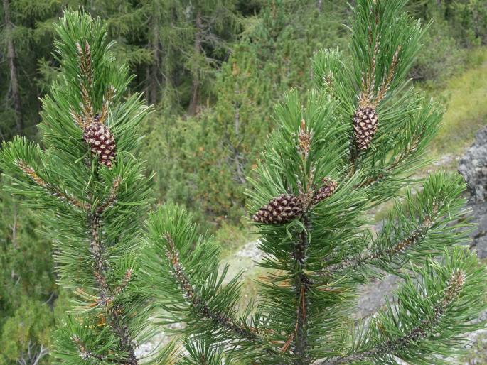 Pinus uncinata