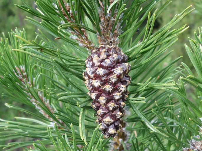 Pinus uncinata