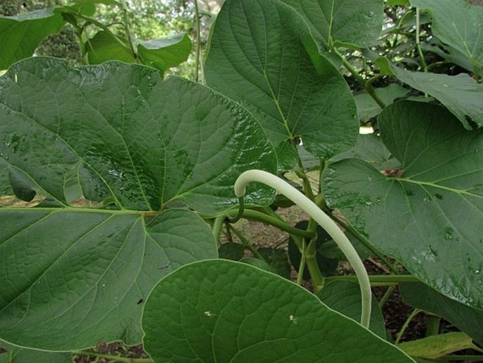 PIPER AURITUM Kunth – pepřovník