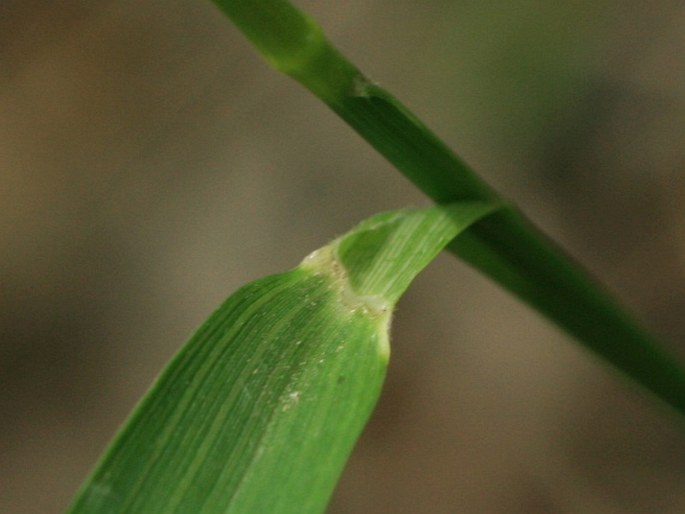 Piptatherum virescens