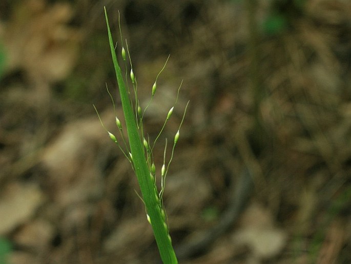 Piptatherum virescens