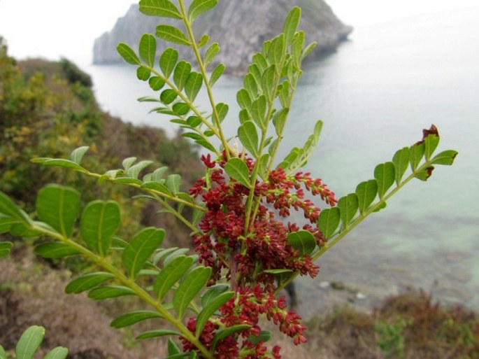 PISTACIA WEINMANNIIFOLIA J. Poiss. ex Franch. - řečík / pistácia