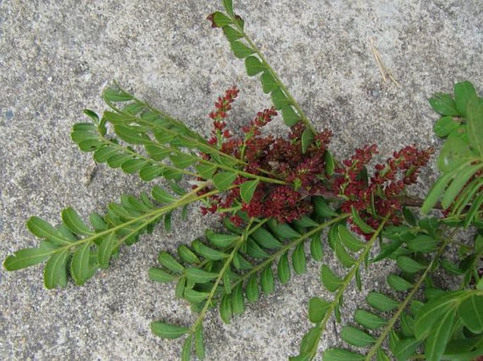 Pistacia weinmanniifolia