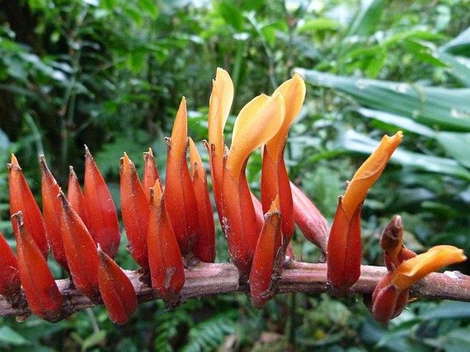 Pitcairnia brittoniana