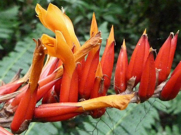 Pitcairnia brittoniana