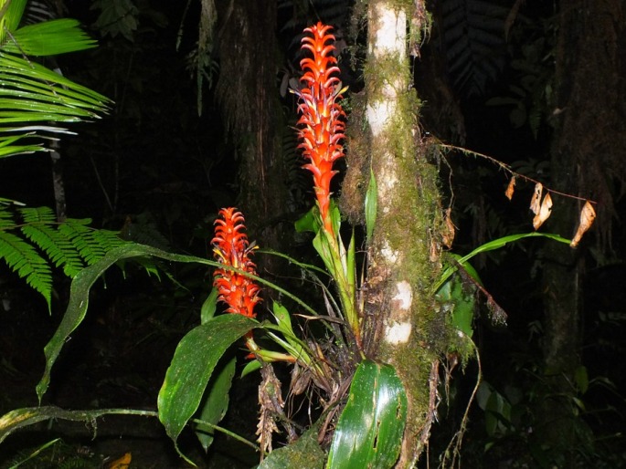 Pitcairnia nigra