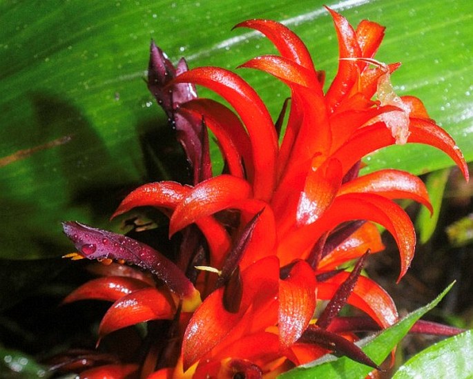 Pitcairnia nigra