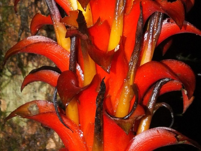 Pitcairnia nigra