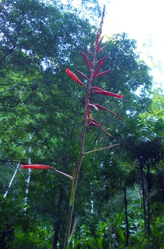 Pitcairnia integrifolia