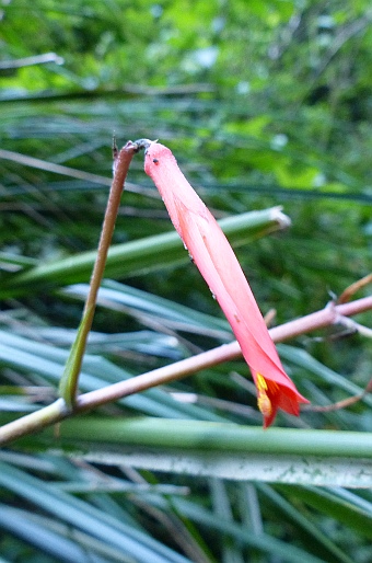 Pitcairnia integrifolia