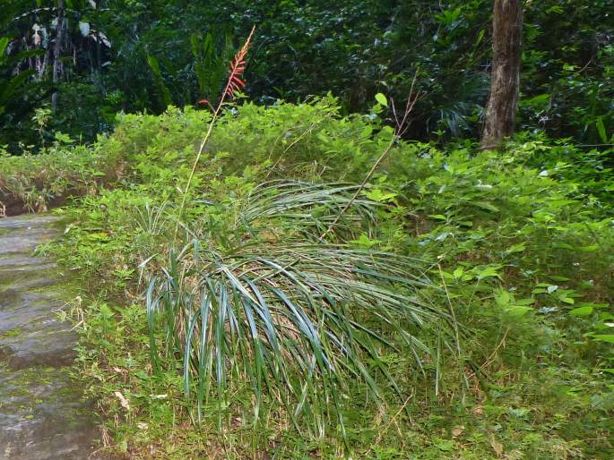 Pitcairnia integrifolia