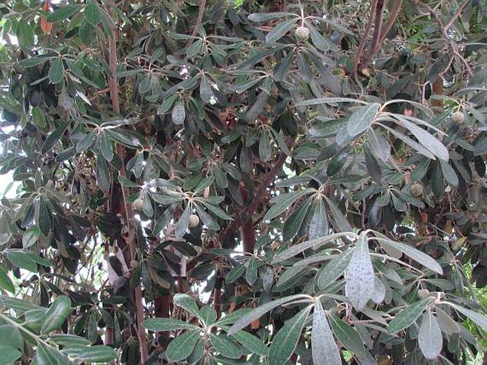 Pittosporum crassifolium