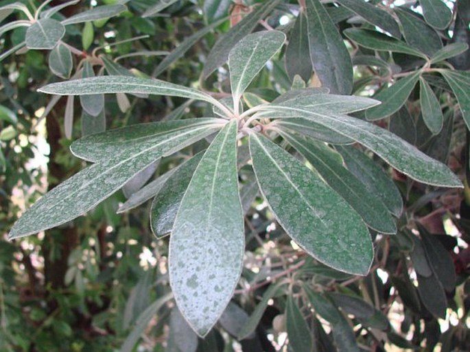 Pittosporum crassifolium