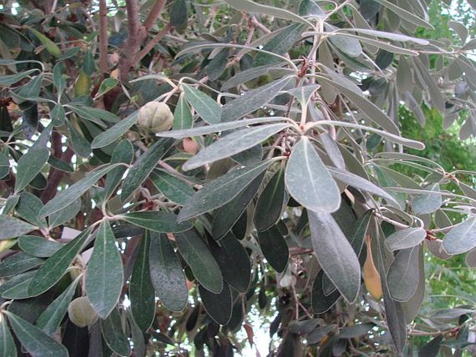 Pittosporum crassifolium