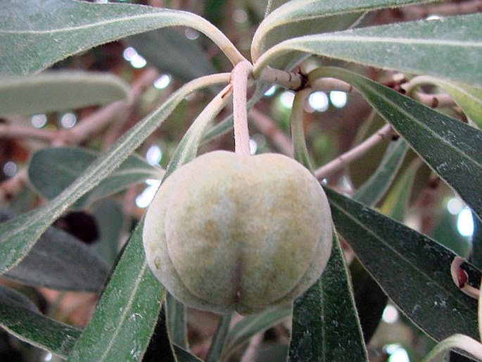 Pittosporum crassifolium