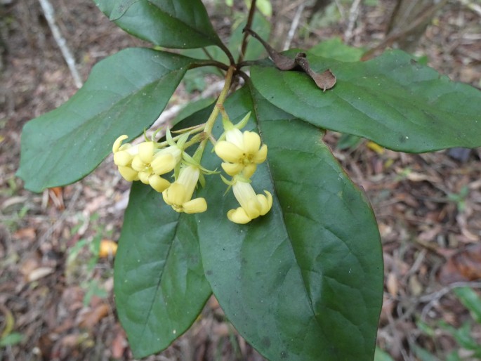 Pittosporum revolutum