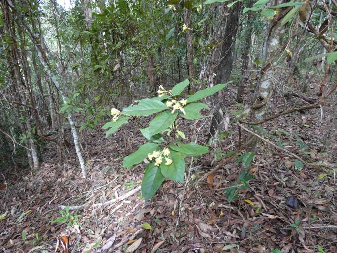 Pittosporum revolutum