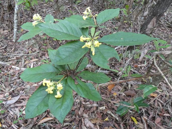 Pittosporum revolutum