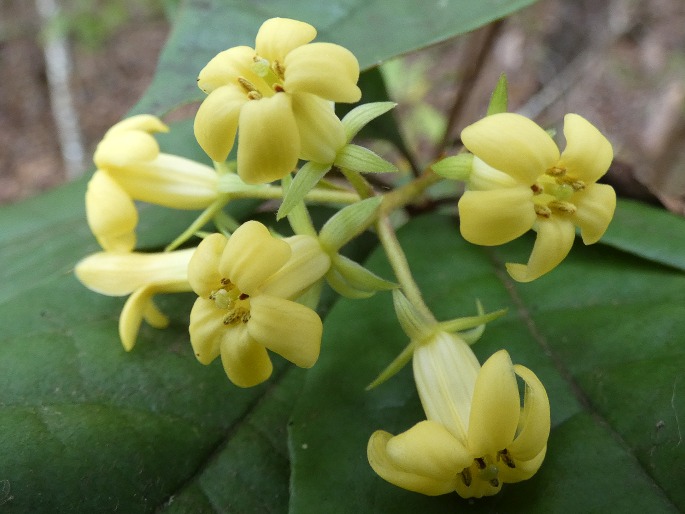 Pittosporum revolutum