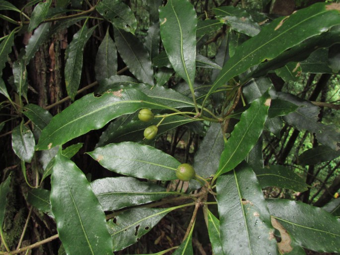 Pittosporum undulatum