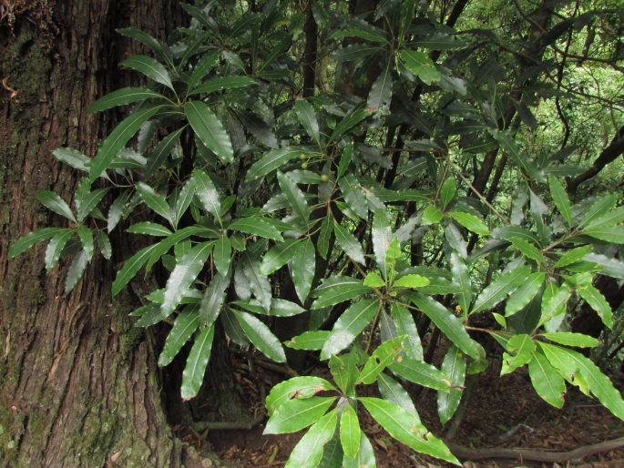 Pittosporum undulatum