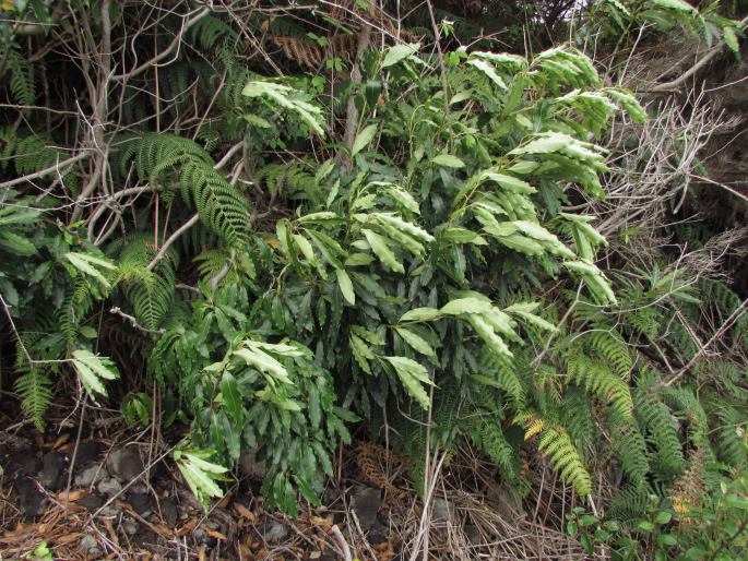 Pittosporum undulatum