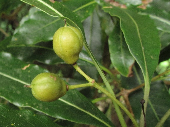 Pittosporum undulatum