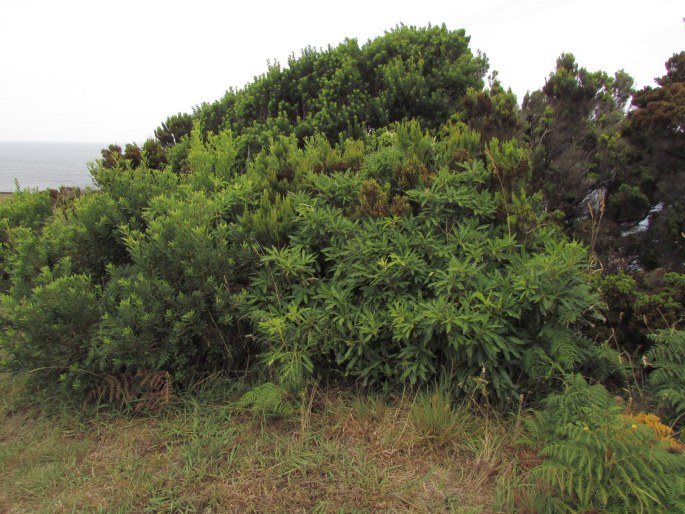 Pittosporum undulatum