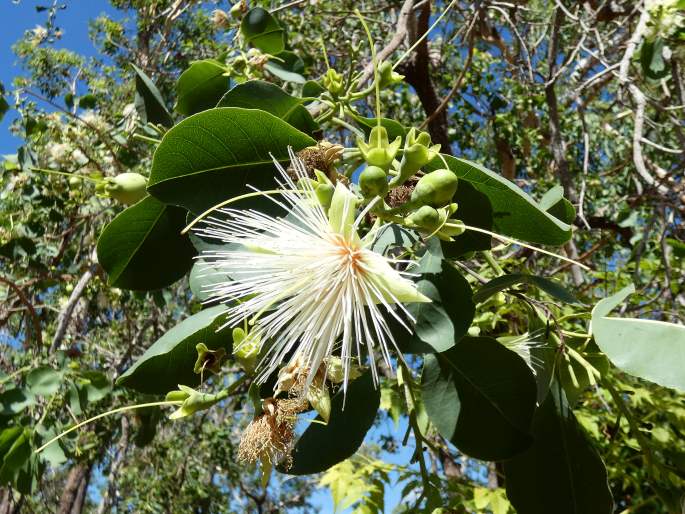 Planchonia careya