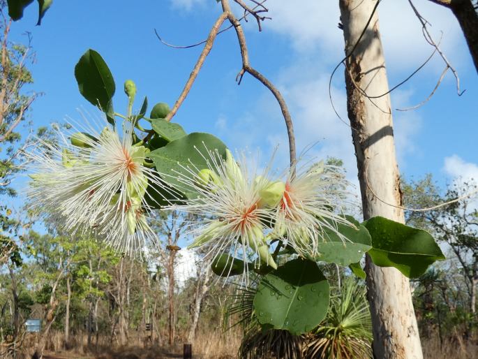 Planchonia careya