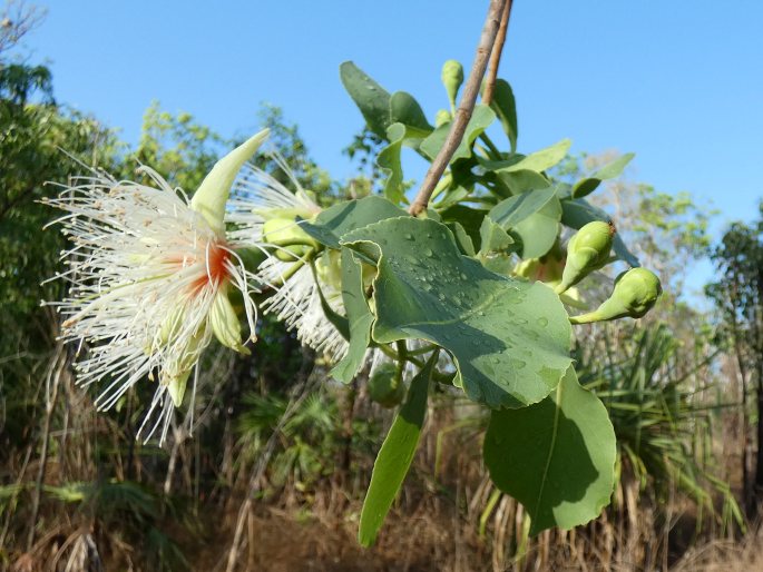 Planchonia careya