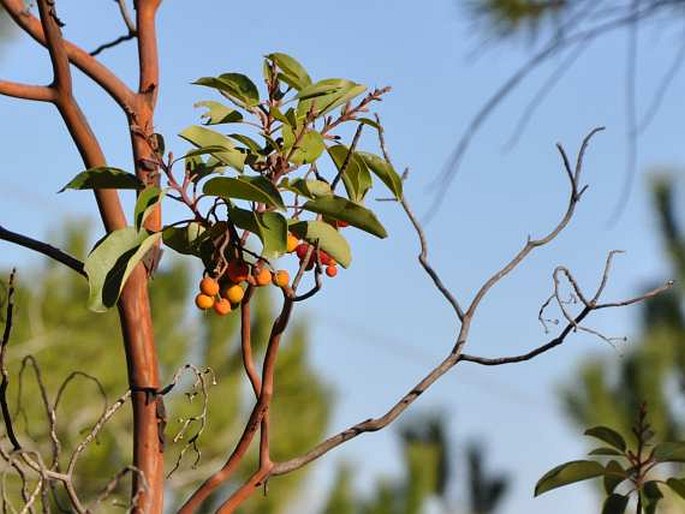 Arbutus andrachne