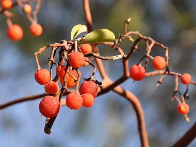 Arbutus andrachne