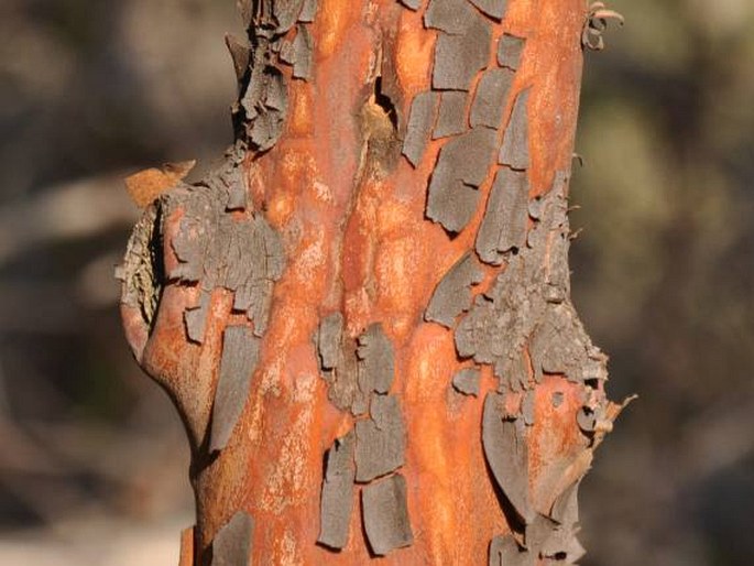 Arbutus andrachne