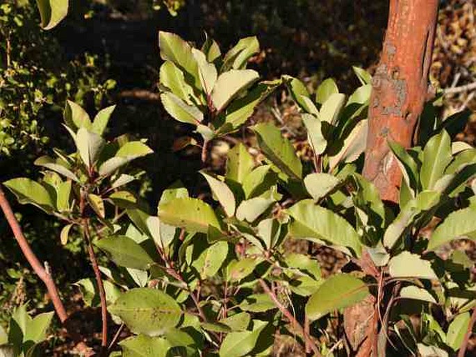 Arbutus andrachne