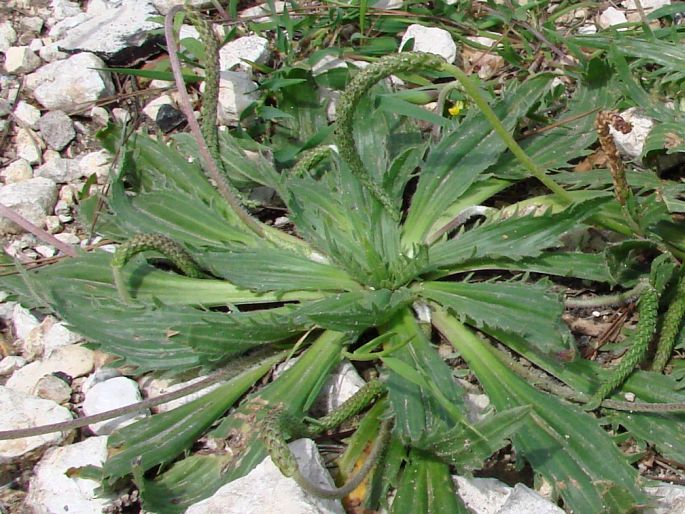 Plantago serraria