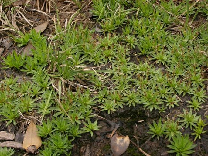 Plantago barbata