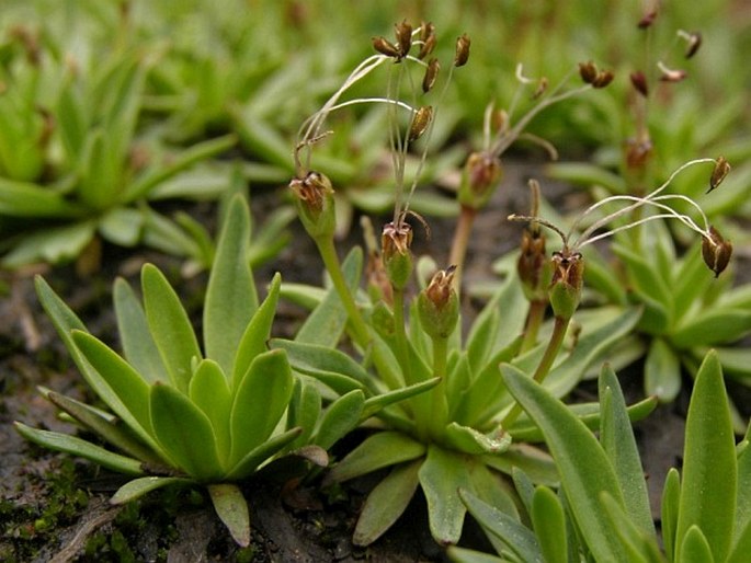 Plantago barbata