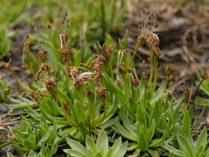 Plantago barbata