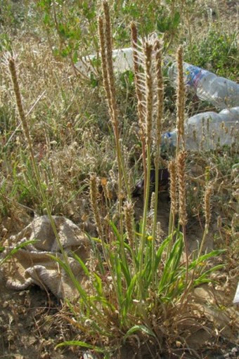 Plantago albicans