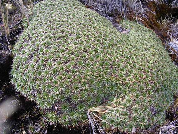 Plantago rigida